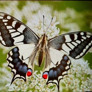 Meet your Posher, Etta Leigh